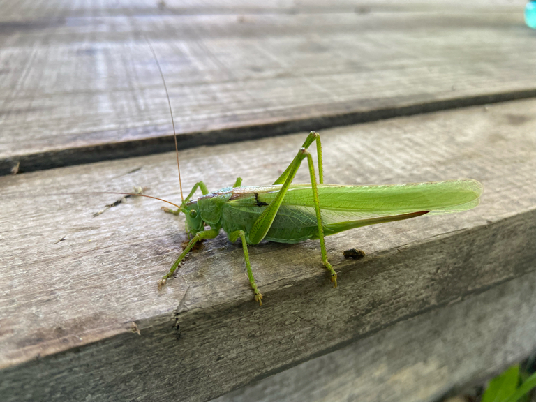 Фото ZeБирск