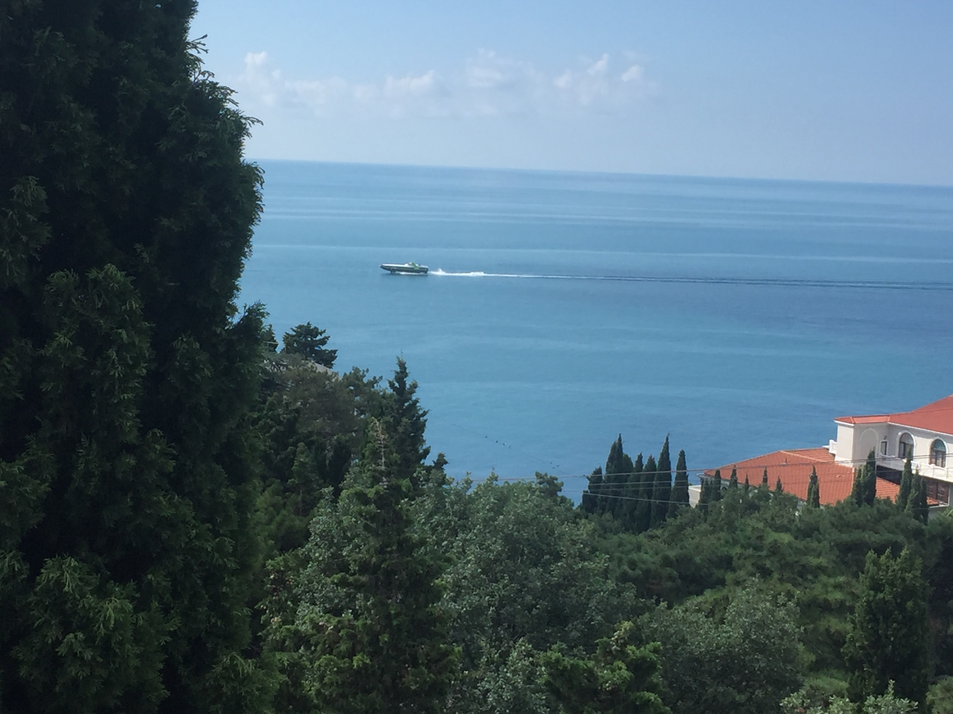 Фото Пальма