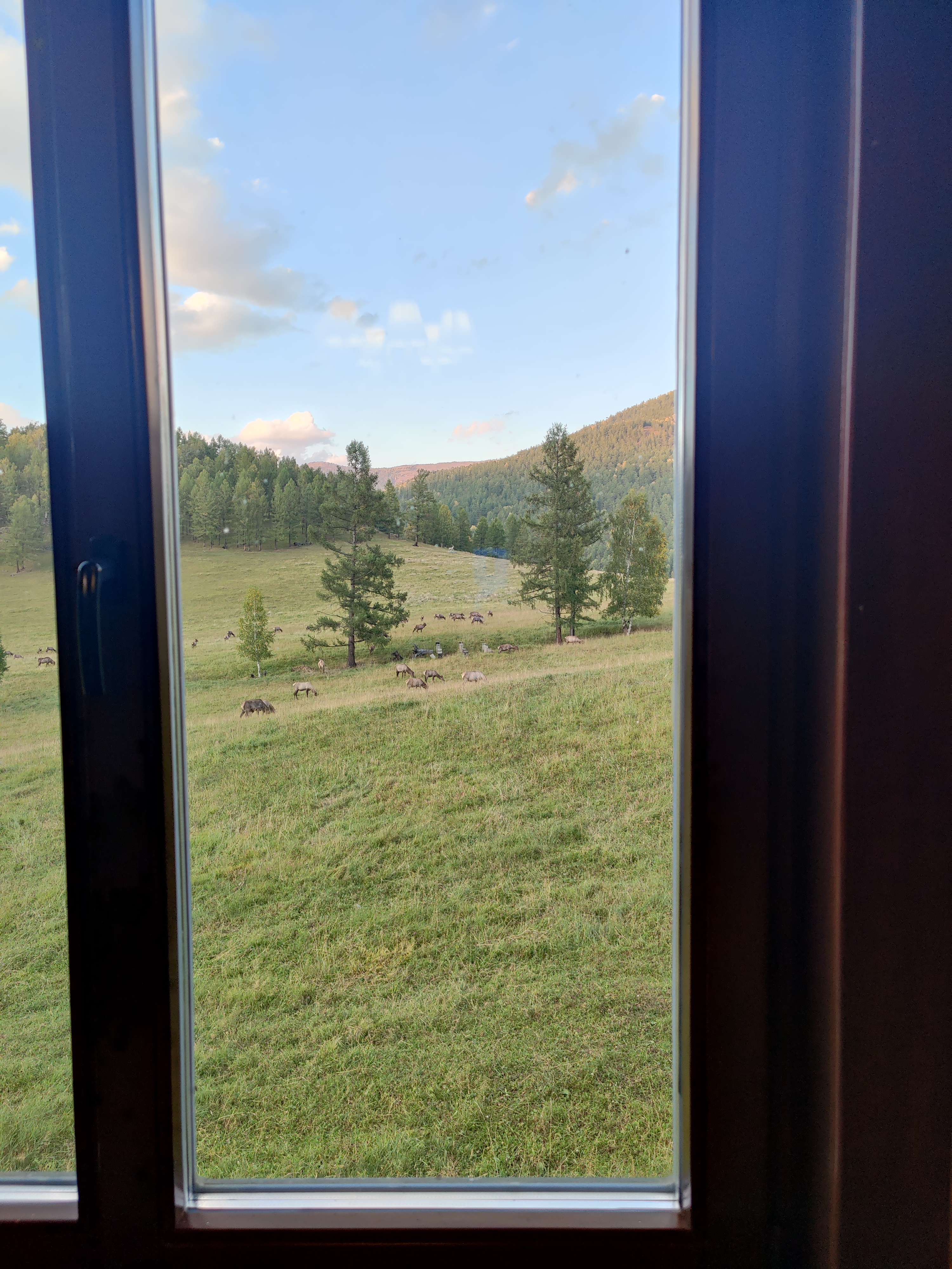 Фото Шебалинский питомник Королевский марал