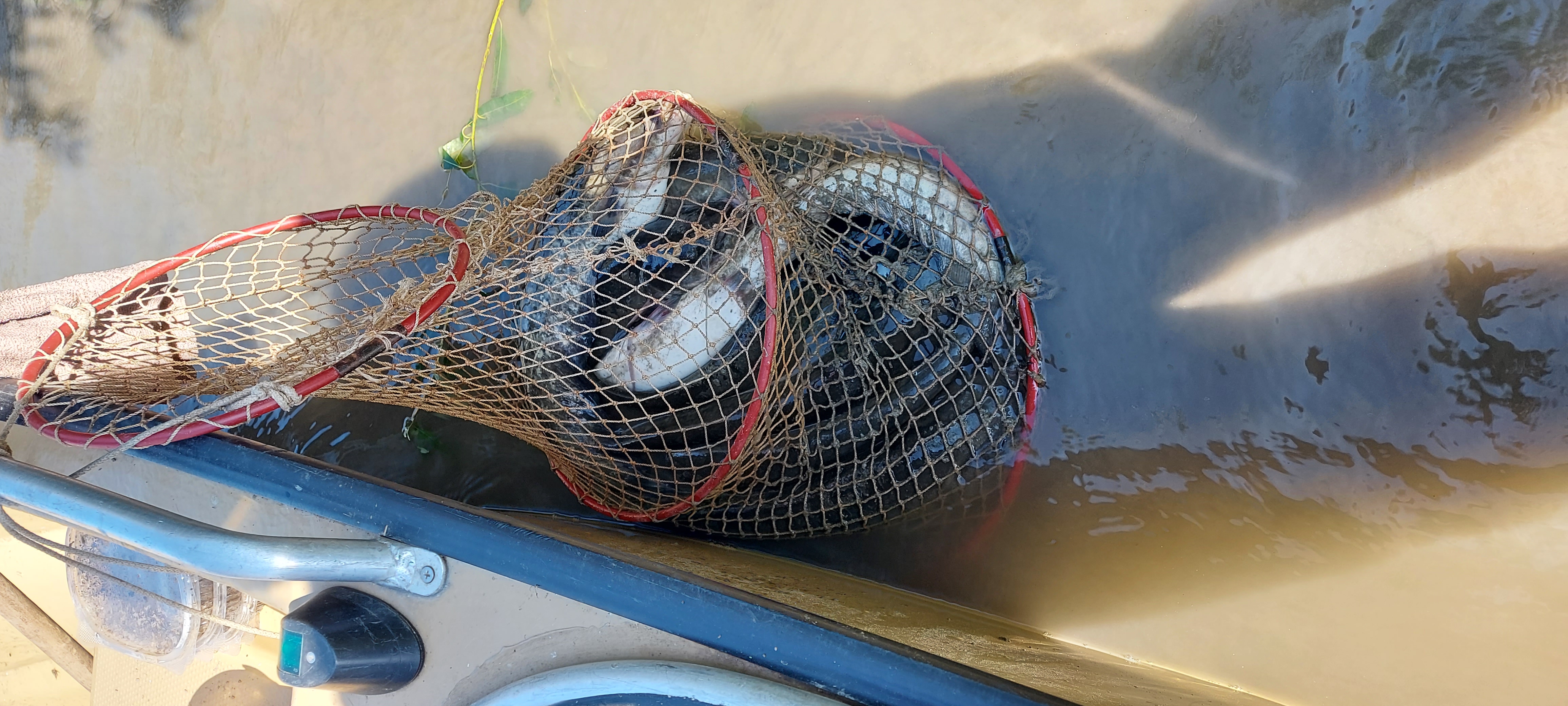 Фото Дед Щукарь