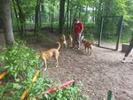 Спортивно-дрессировочная площадка (Moscow, Grachyovsky Park), dog park