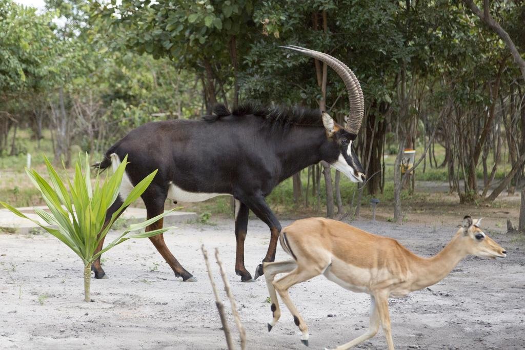 Фото Mokorro Game Ranch and Lodge