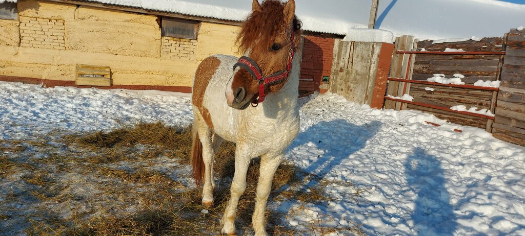 Horse riding Konny klub Koni i poni, Udmurt Republic, photo