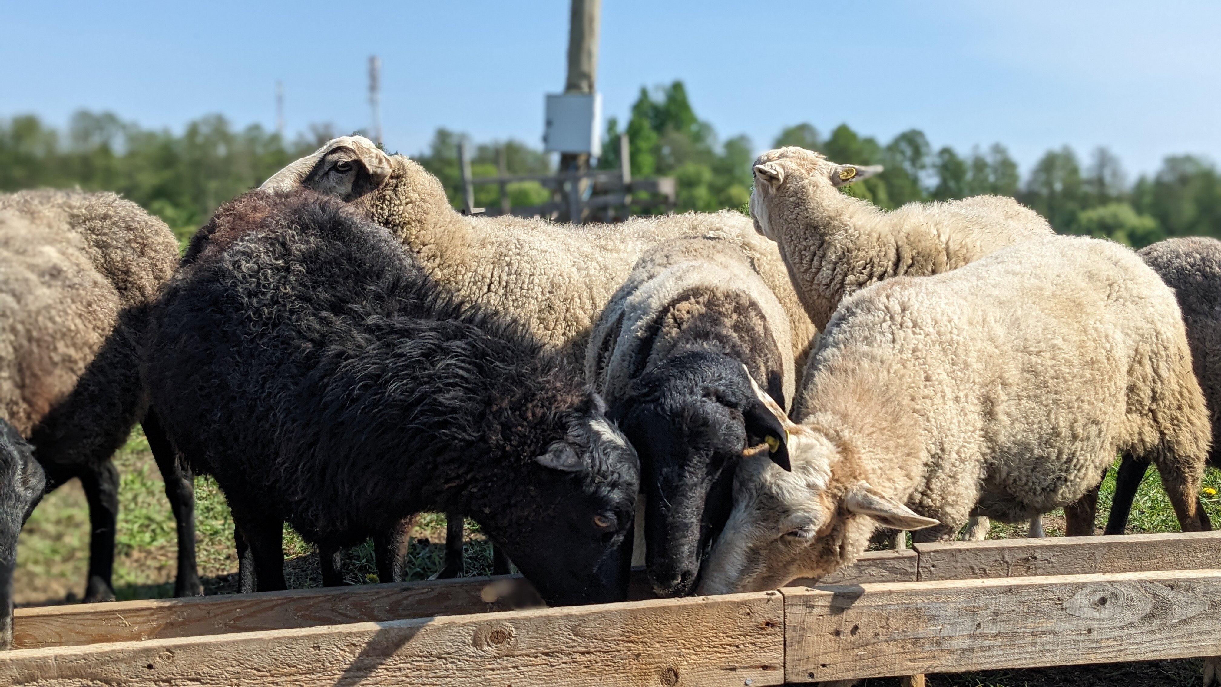 Фото Вилайоки АГРО