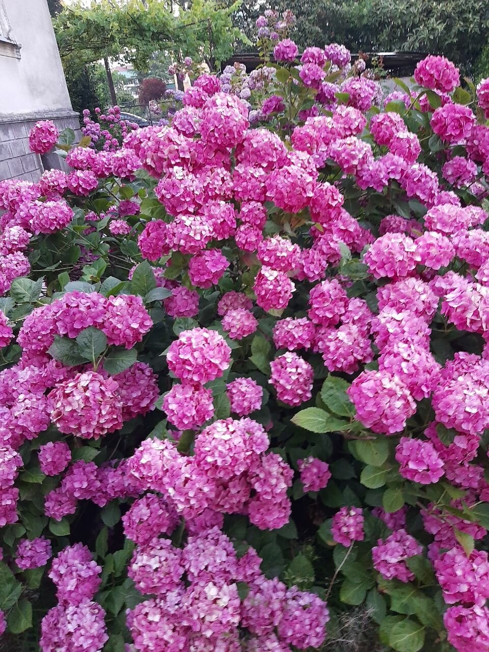 Фото Сосновый рай