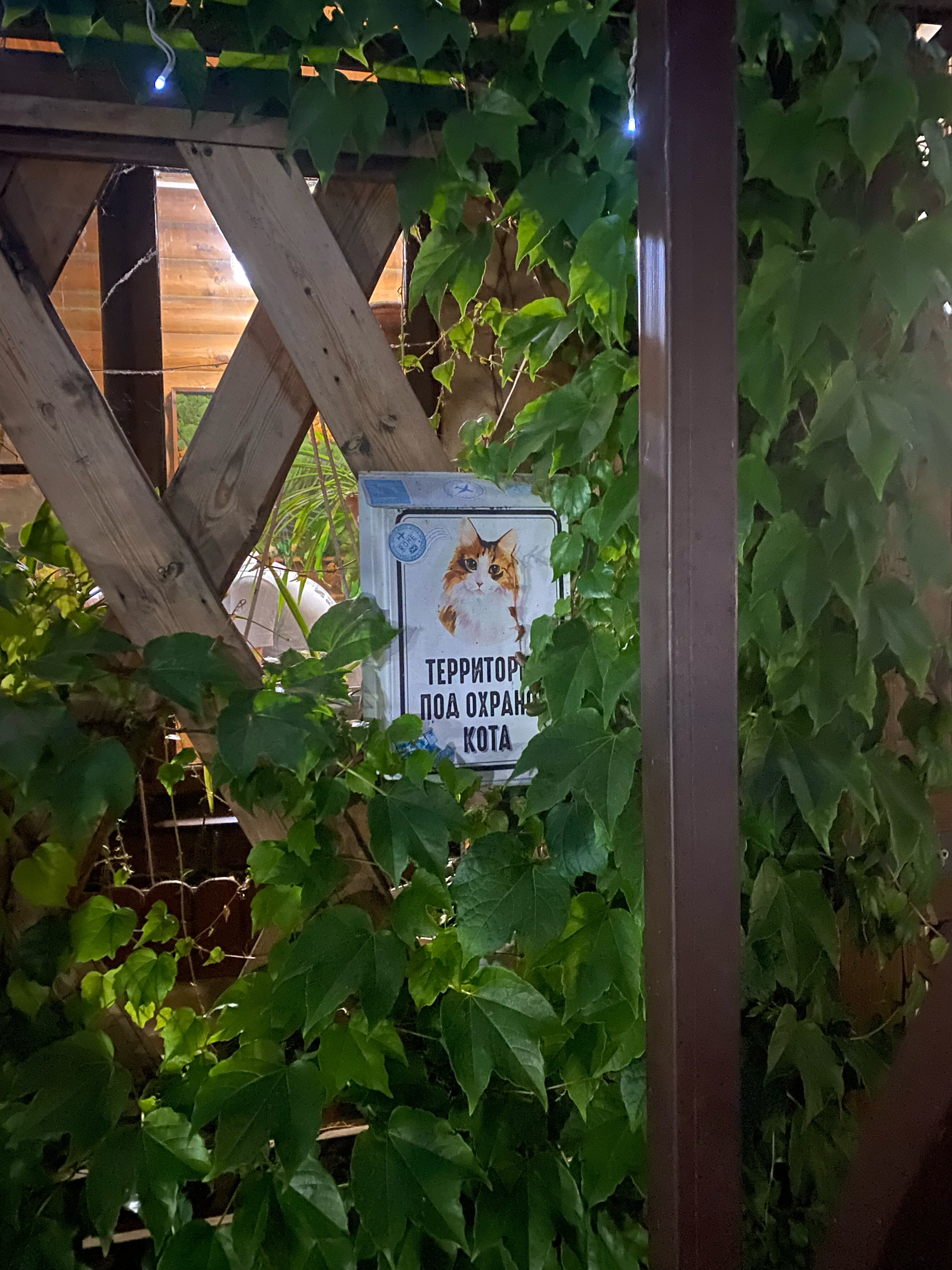 Фото Казачок