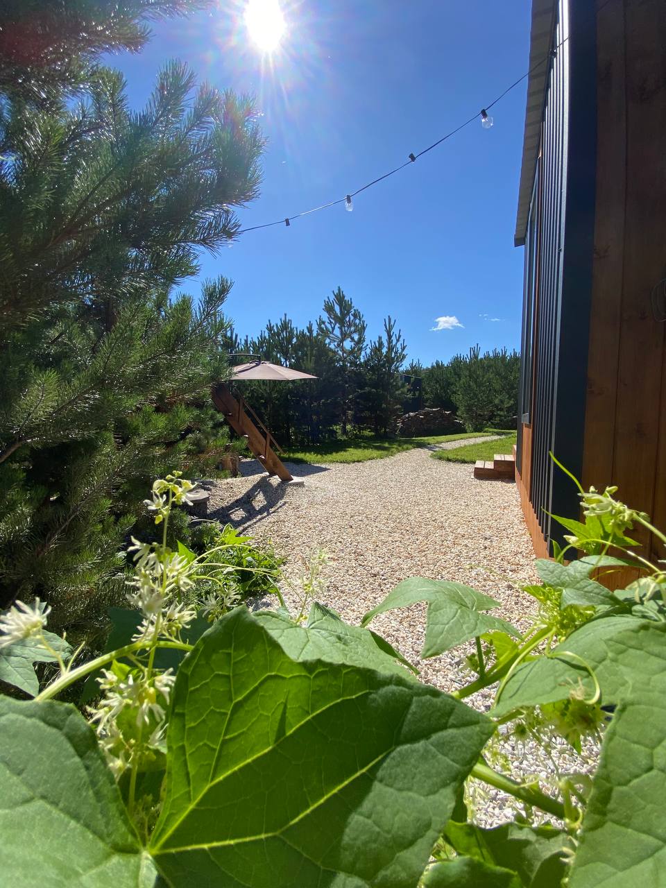 Фото Домик в Ёлках