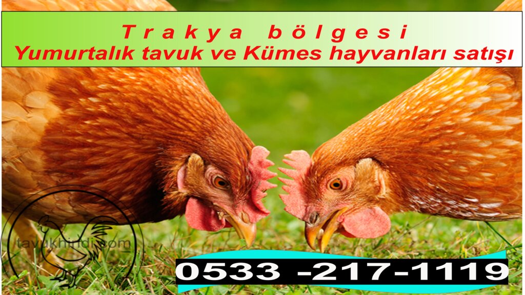 Intensive animal farming Ahmet Sen Poultry and Poultry Farming, Havsa, photo