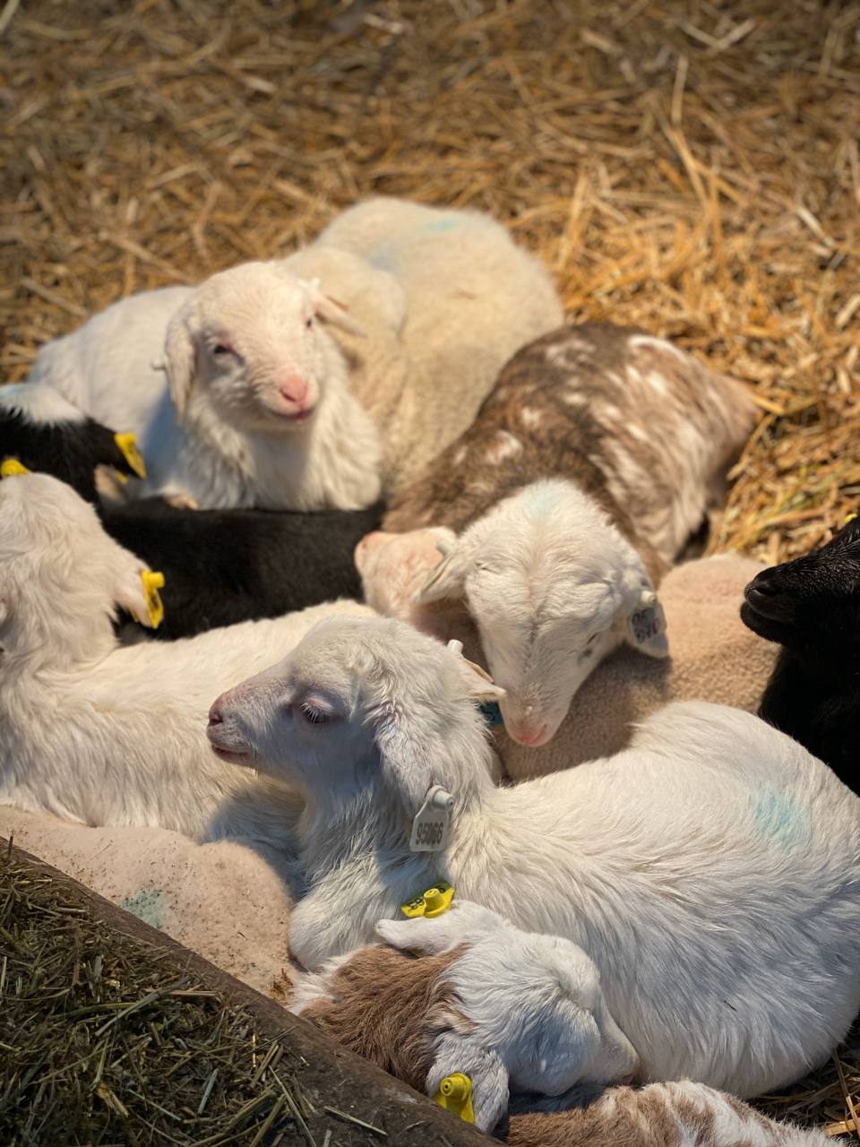 Фото Центр эко туризма Ферма М2