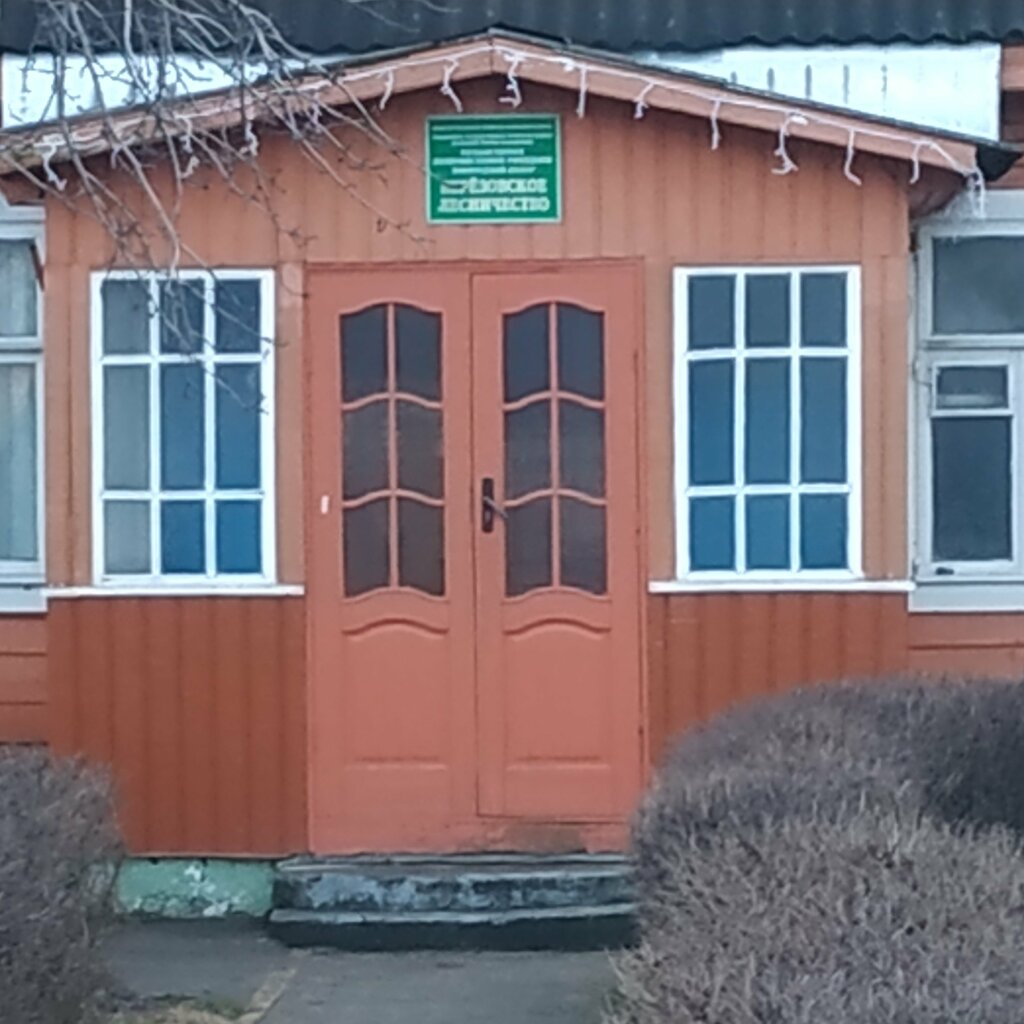 الغابات Berezovskoye Lesnichestvo GLKhU Novogrudsky leskhoz ، ، صورة