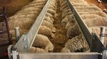 Equipment and Machines for Sheep and Goats (Syǵanaq kóshesi, 3), veterinary drugs and equipment