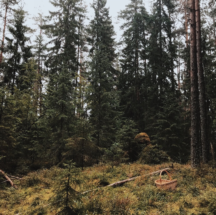 Фото Домики Ихоярви