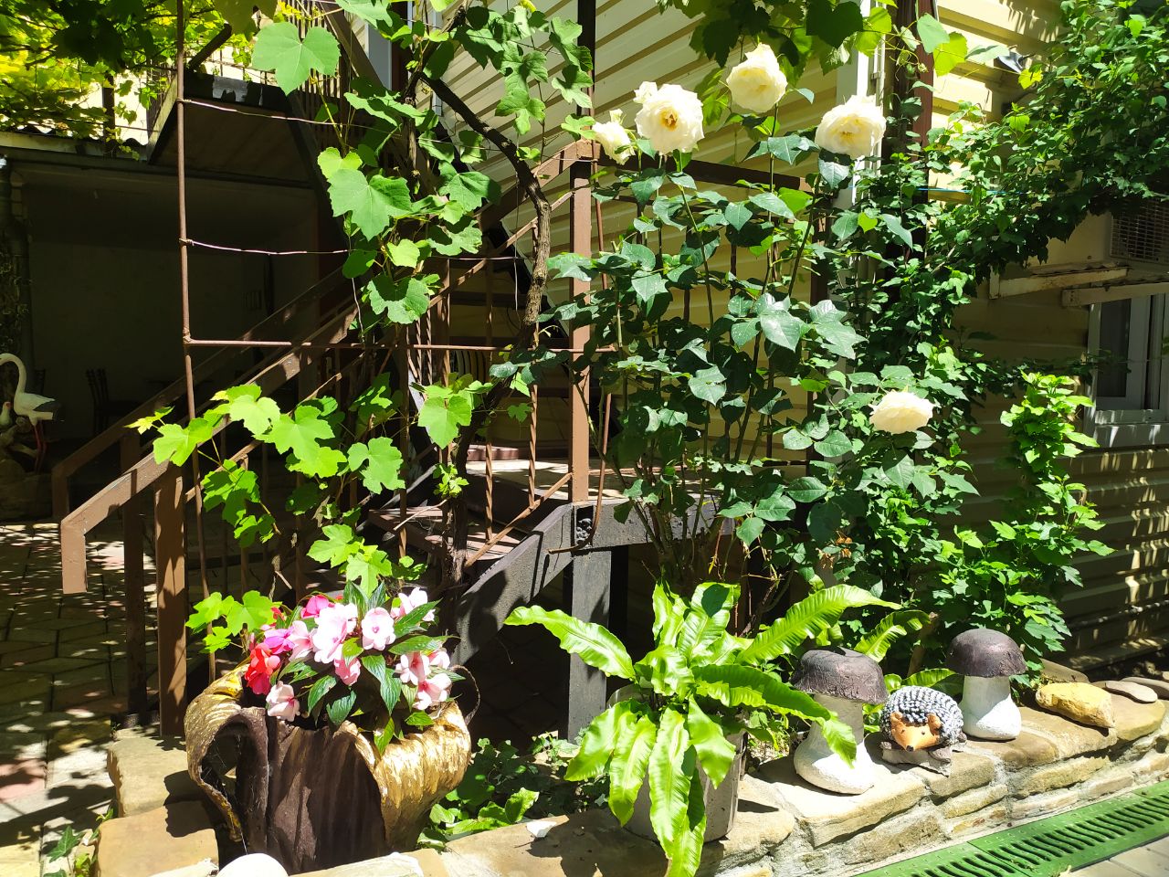 Фото Черноморская лоза