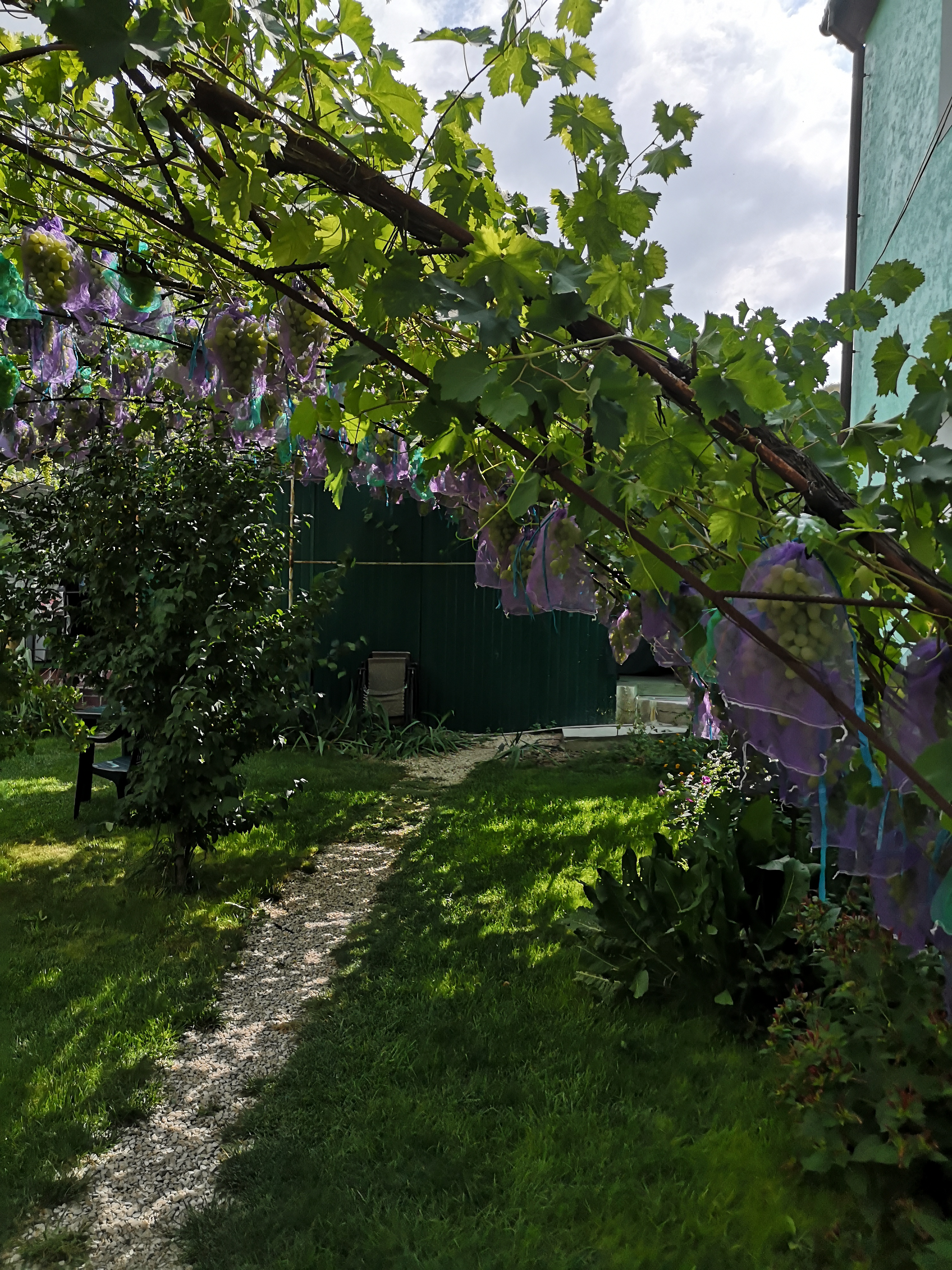Фото Виноградная лоза