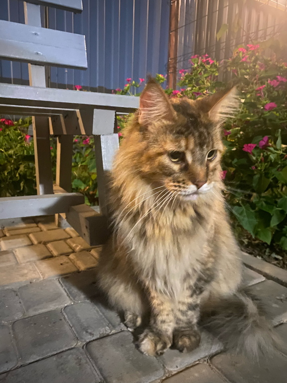 Фото Пилигрим