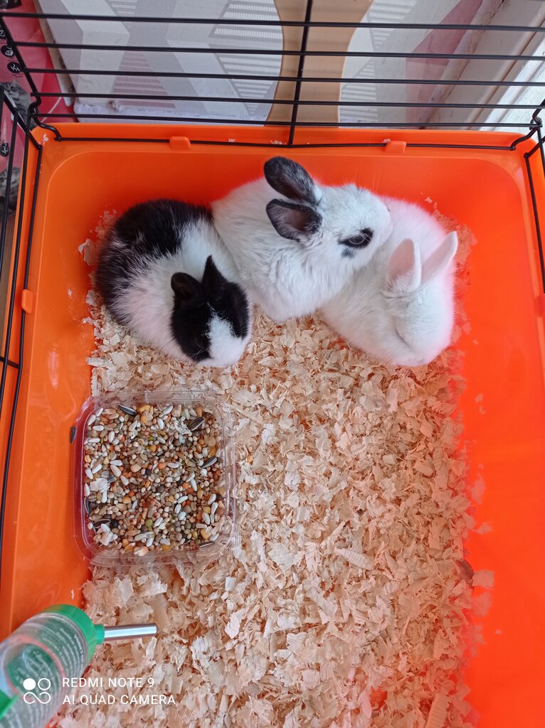 Pet shop Irem Water Petshop, Ankara, photo