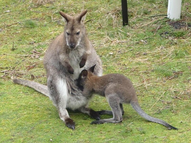 Гостиница Base Camp Tasmania