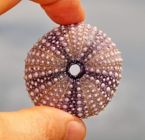 Фото Kimte Beach Lodge