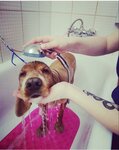 ЛуМи (Noyabrskaya Street, 2А), pet salon
