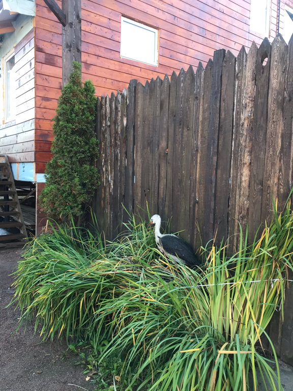 Фото Сканди