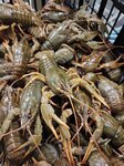 Dikie Raki (Petrozavodskaya Street, 15к5), fish and seafood