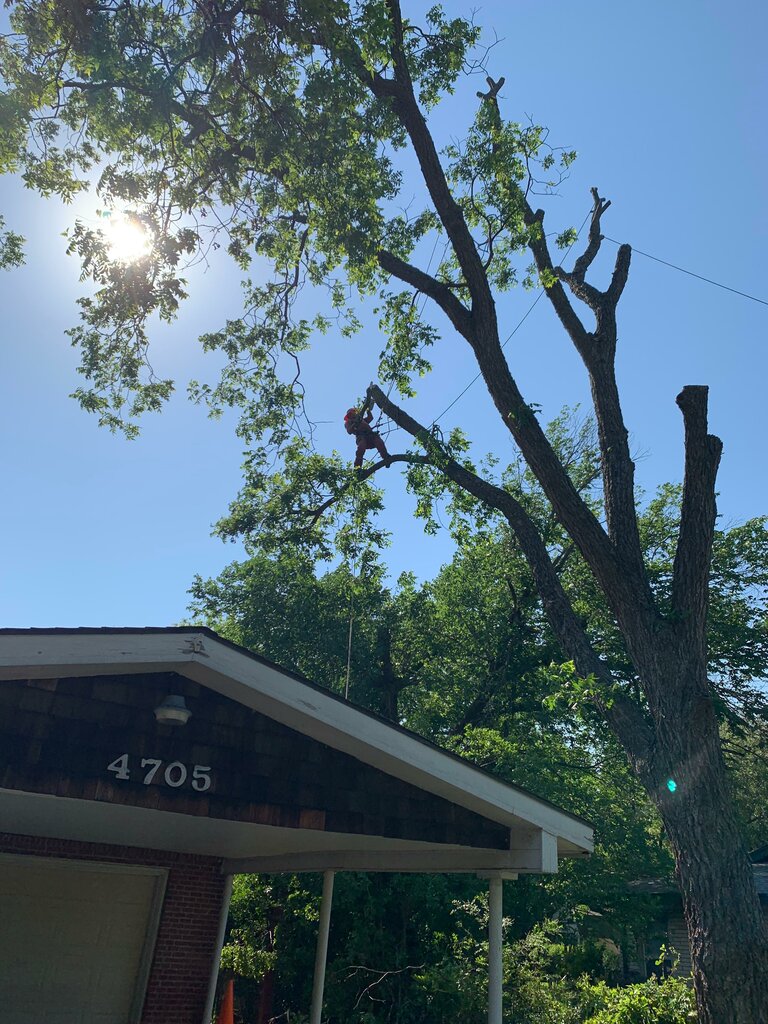 Garden tools and equipment Classic Cuts Tree Trimming And Removal, North Richland Hills, photo