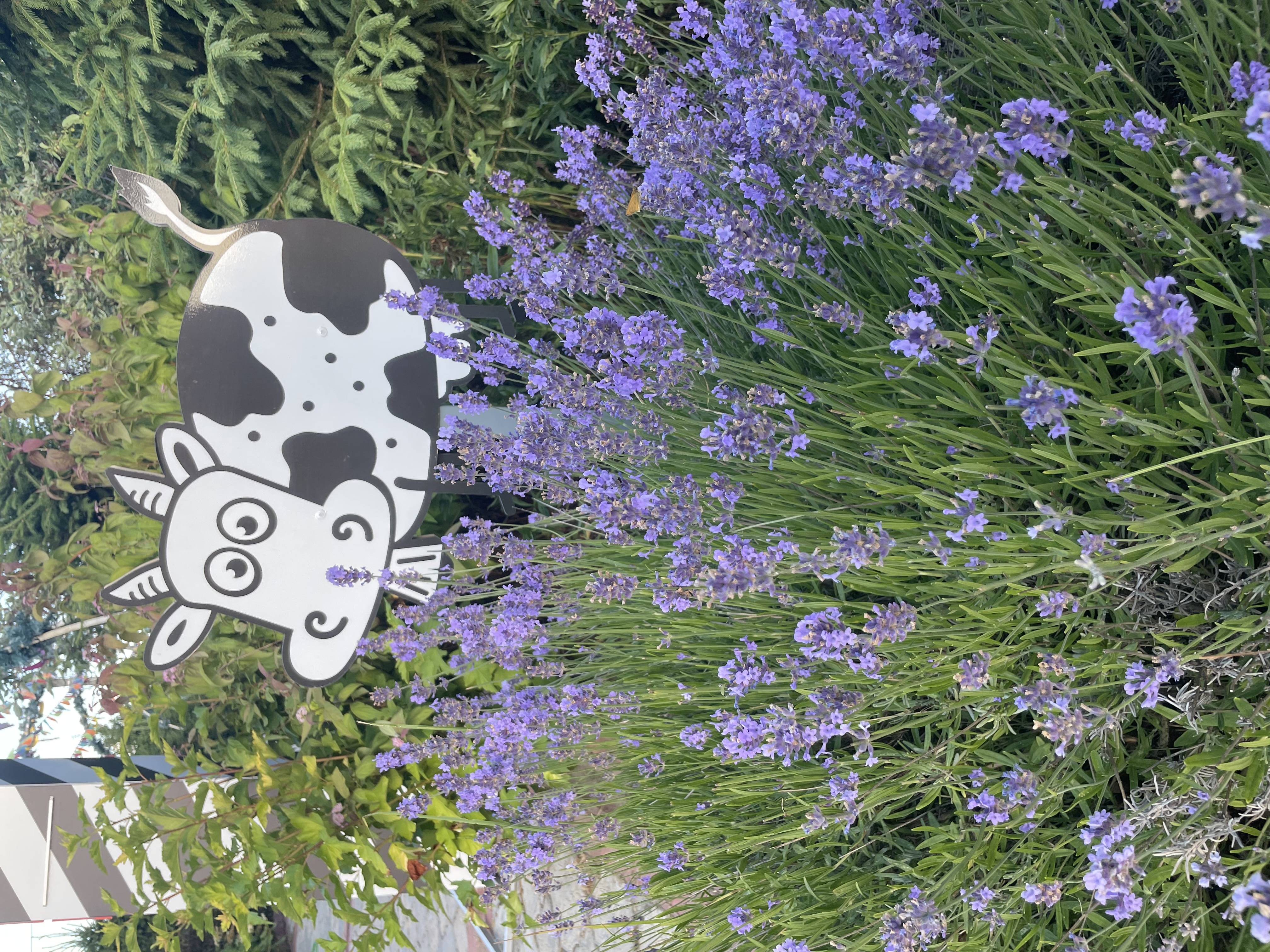 Фото Агрокультурный-туристический комплекс Богдарня