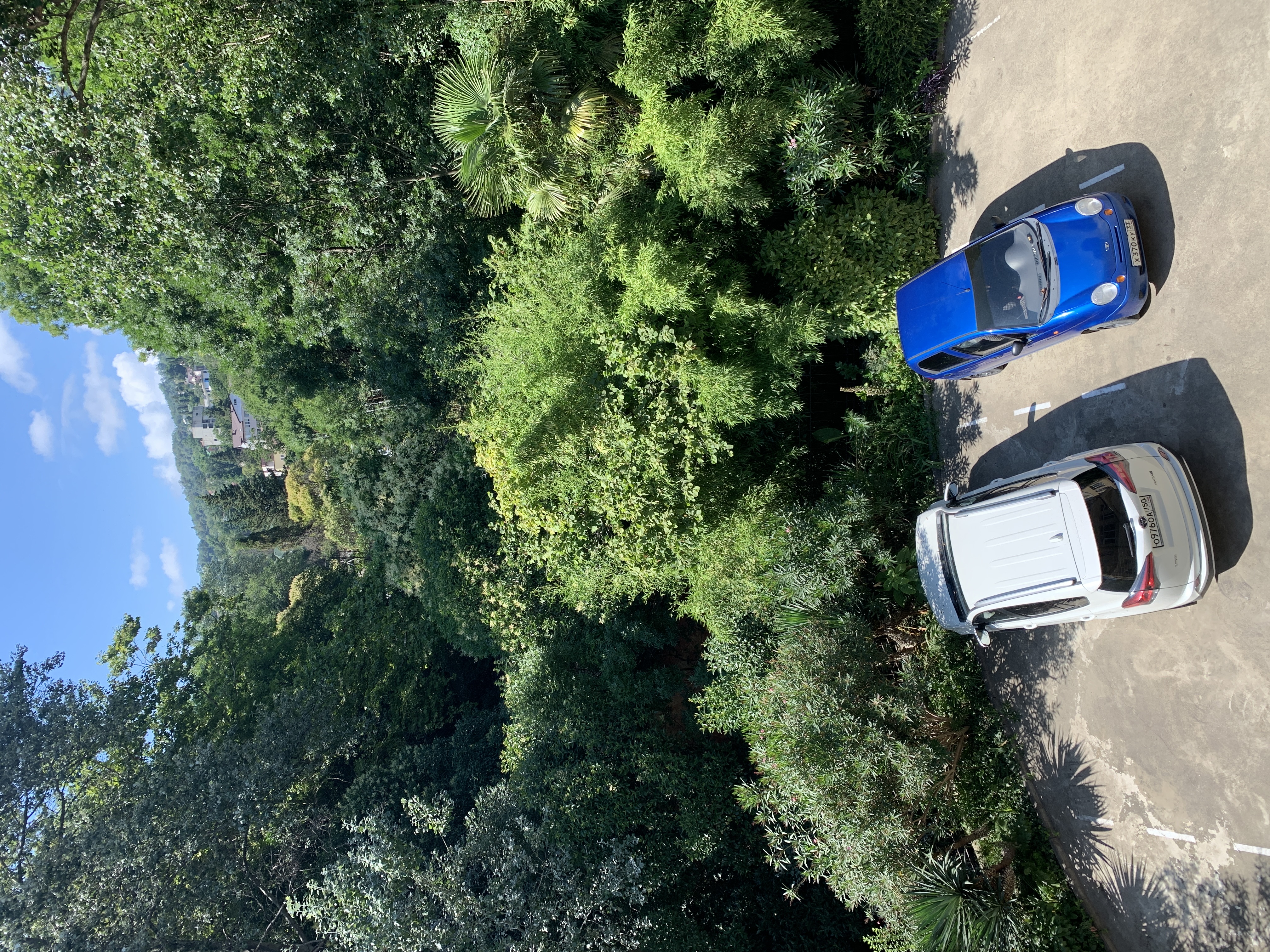 Фото Старая Хоста