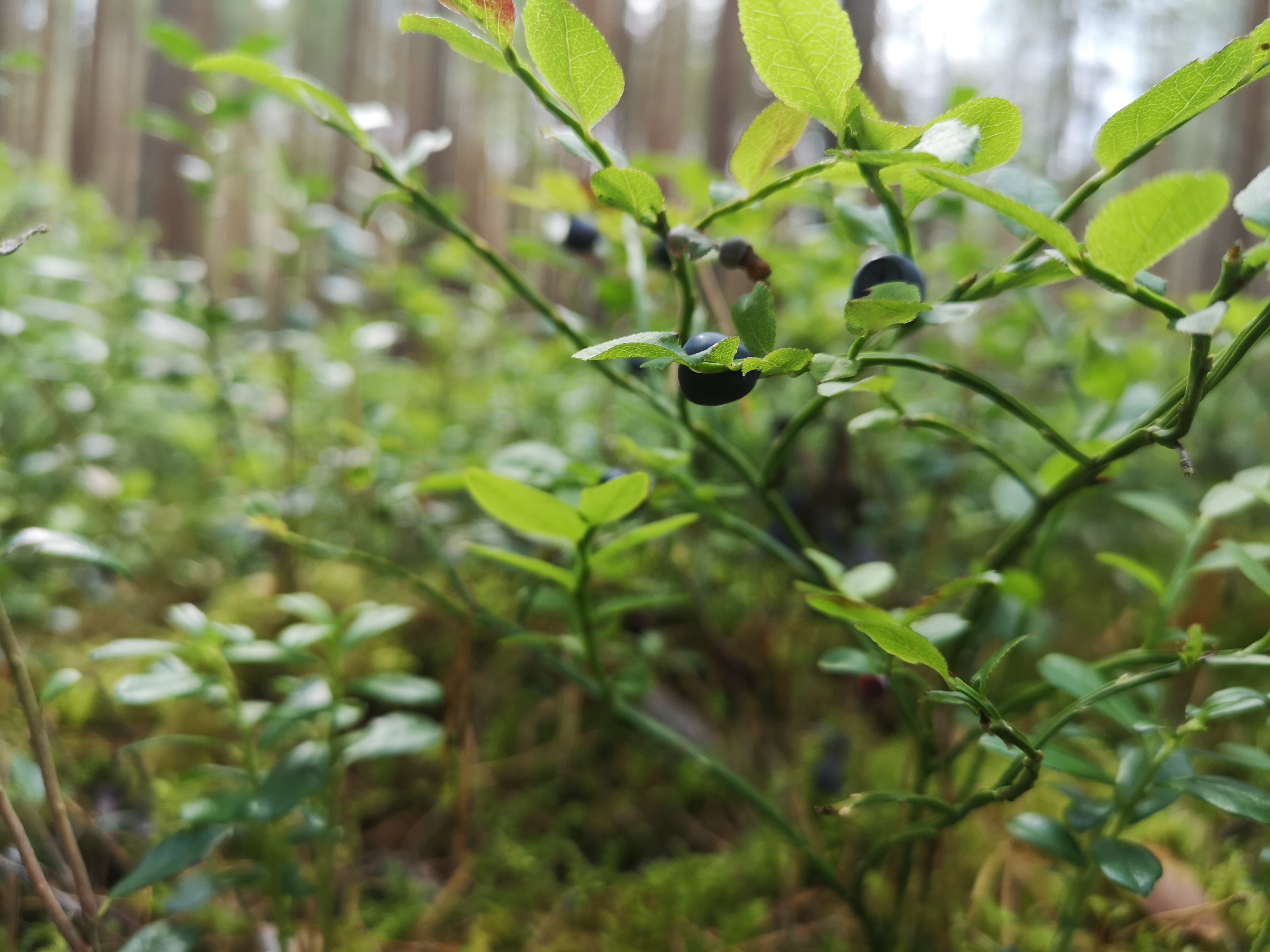 Фото Валдайская усадьба
