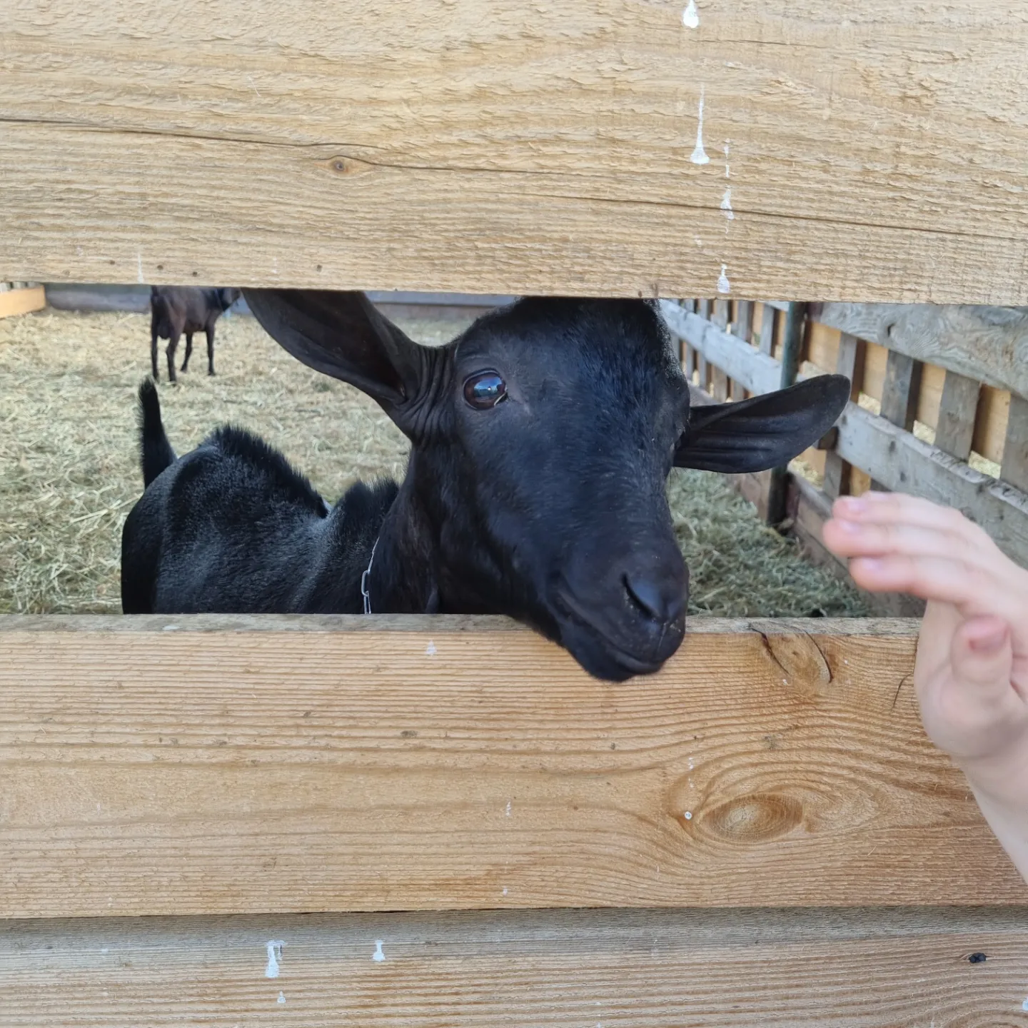 Фото Tasin-Bor Farm