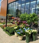 Цветы (Moscow Region, Istra City District, territoriya Dachnoy Zastroyki Usadba Anosino, Usadebnaya ulitsa), flower shop