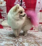 Glamuurr (ulitsa Ordzhonikidze, 50), pet salon
