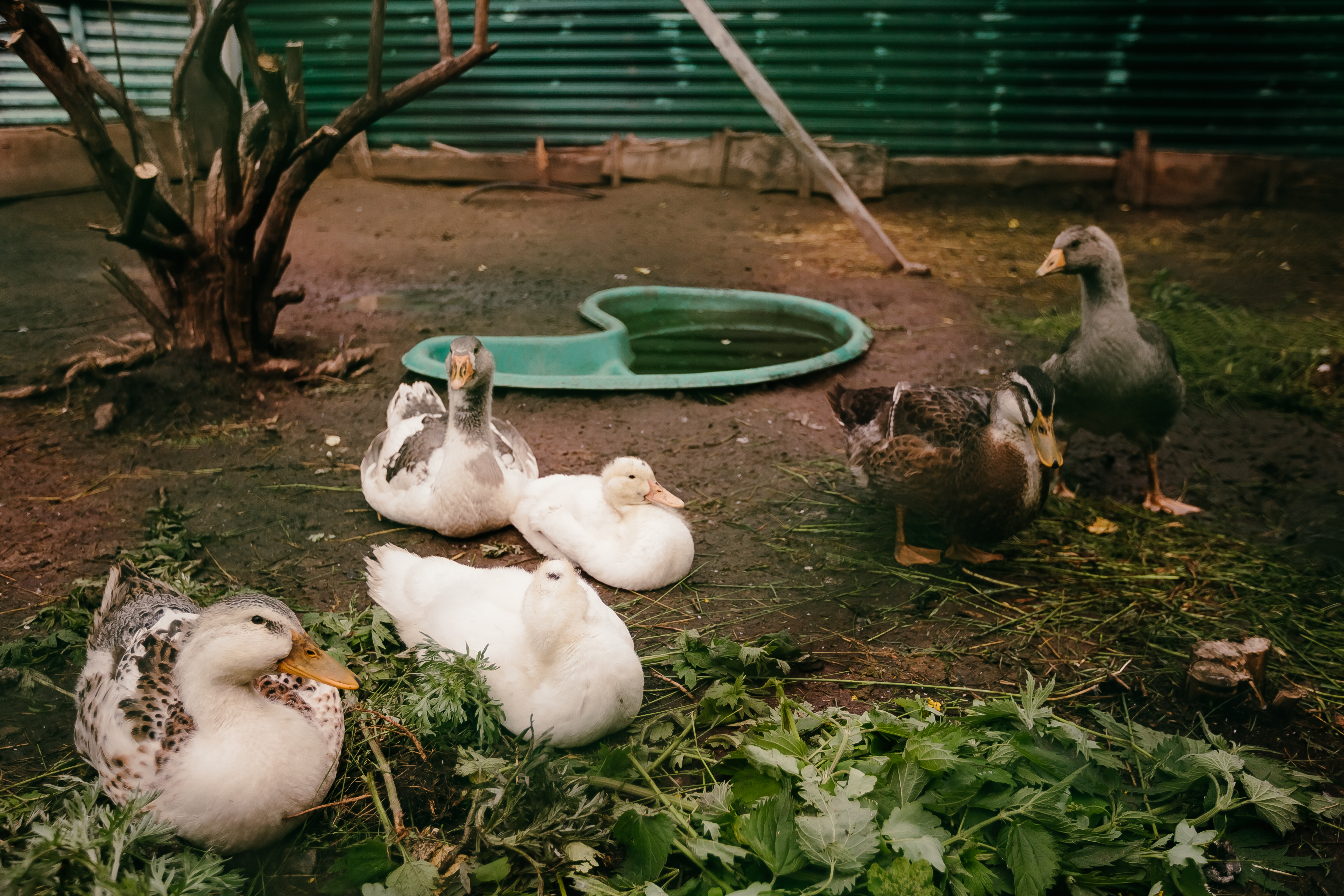 Фото Лесная гавань