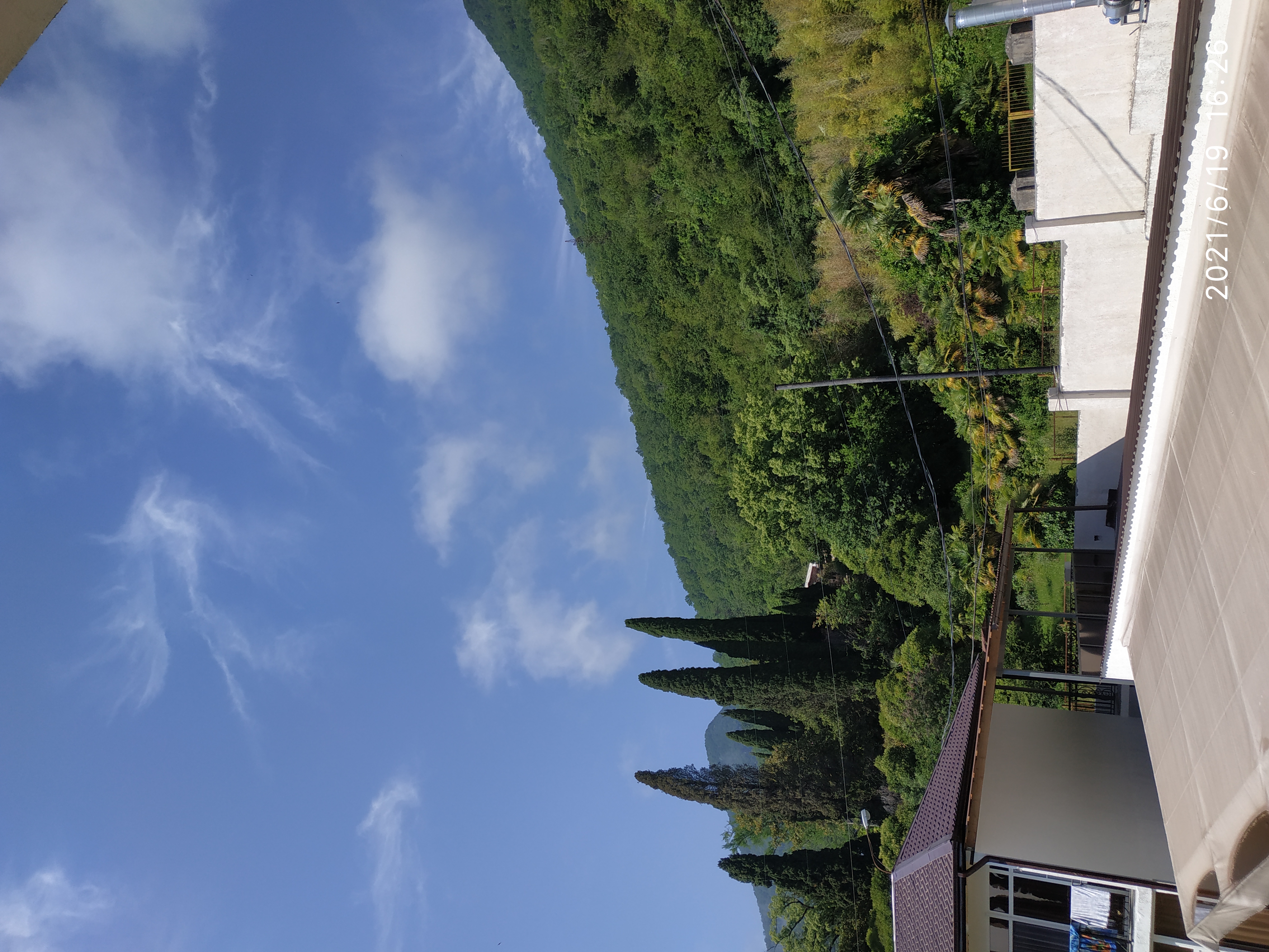 Фото Пальма