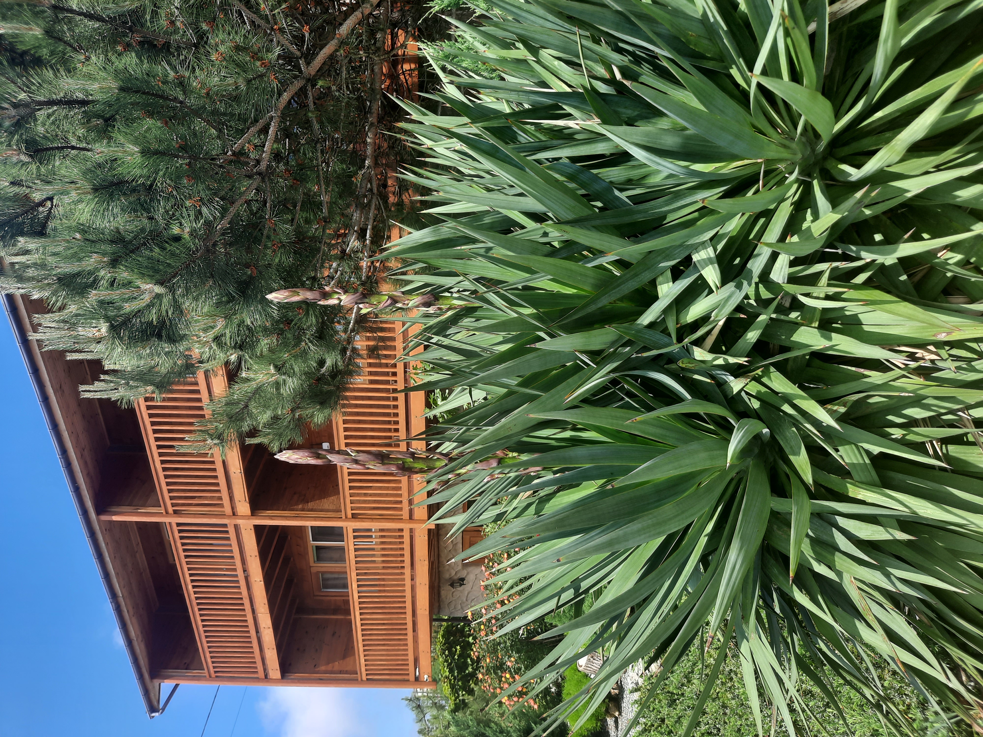 Фото Капля янтаря