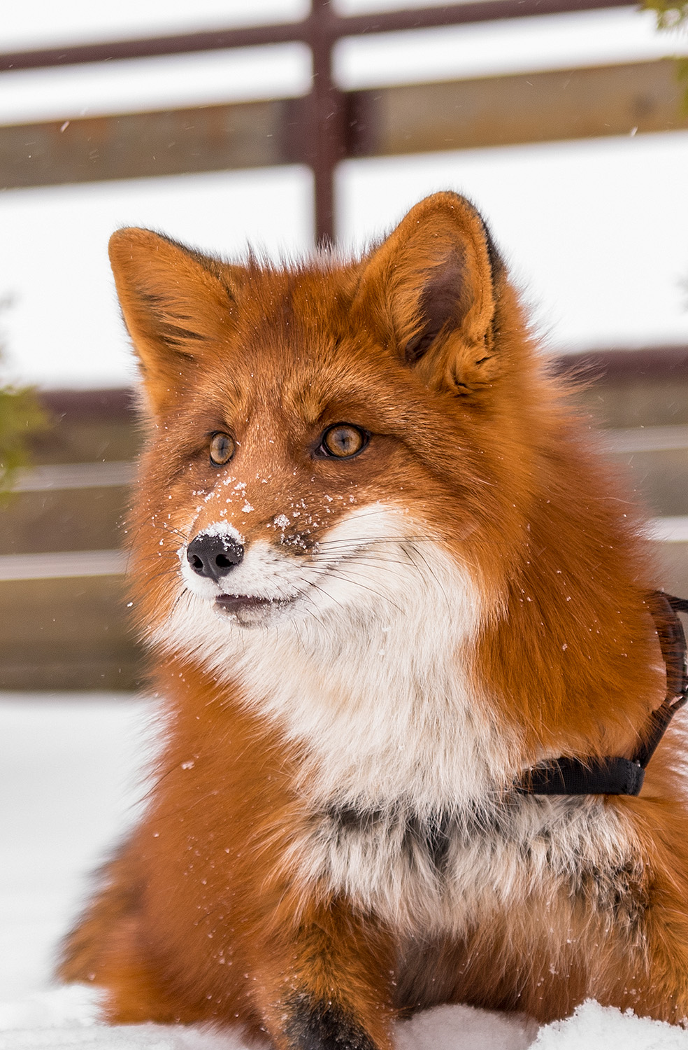 Фото Покровское Дивное