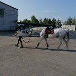 Надежда (Запрудная ул., 1Б), конный клуб в Нижнем Новгороде