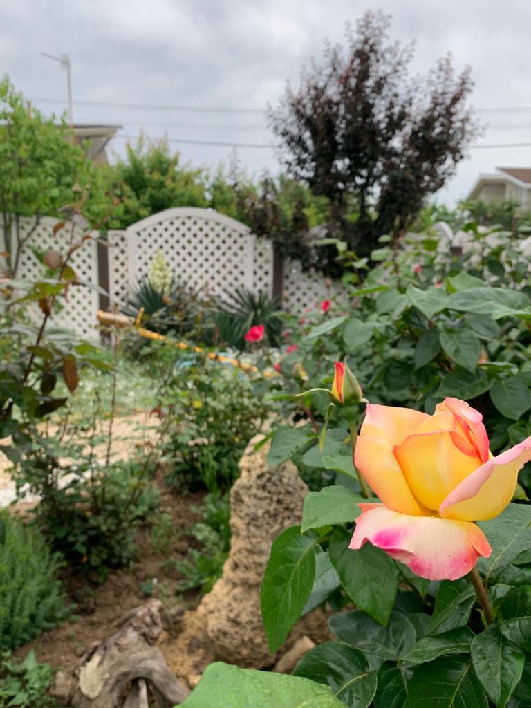 Фото Бумеранг