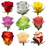 Store. flowers (Tallinn, Narva highway, 5), mercado de flores