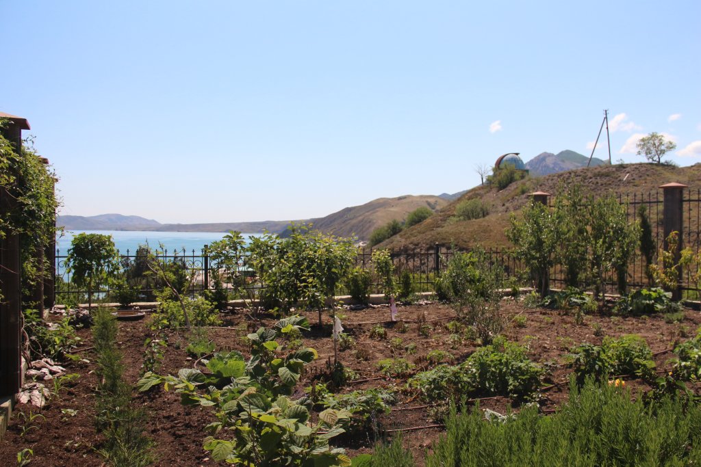 Фото Авокадо