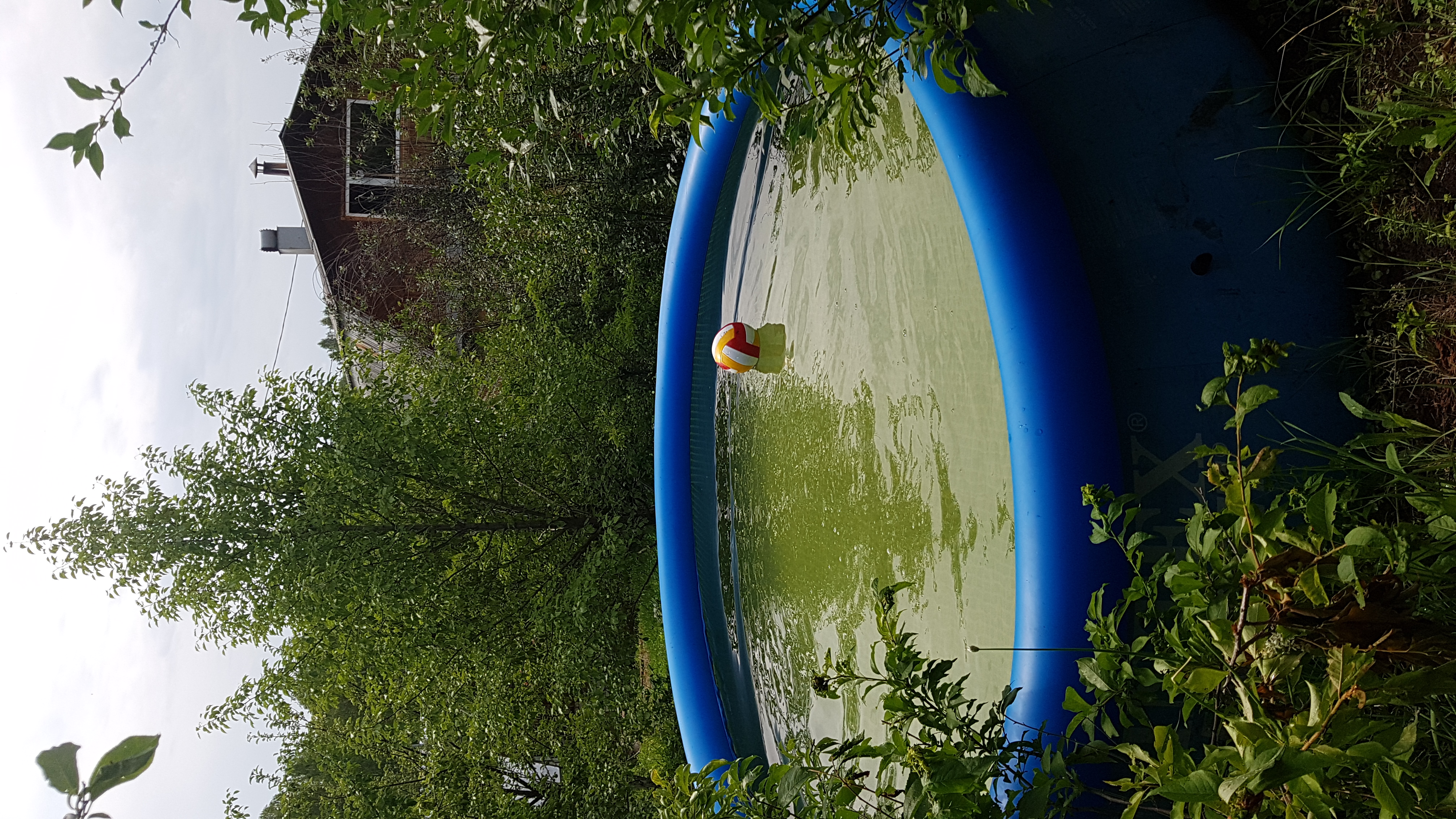 Фото Дикая Вишня