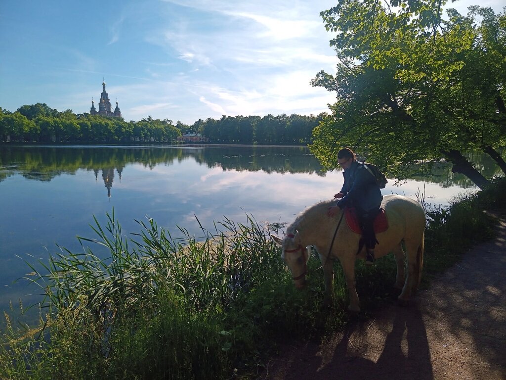 Horse riding Petergof, Saint‑Petersburg and Leningrad Oblast, photo