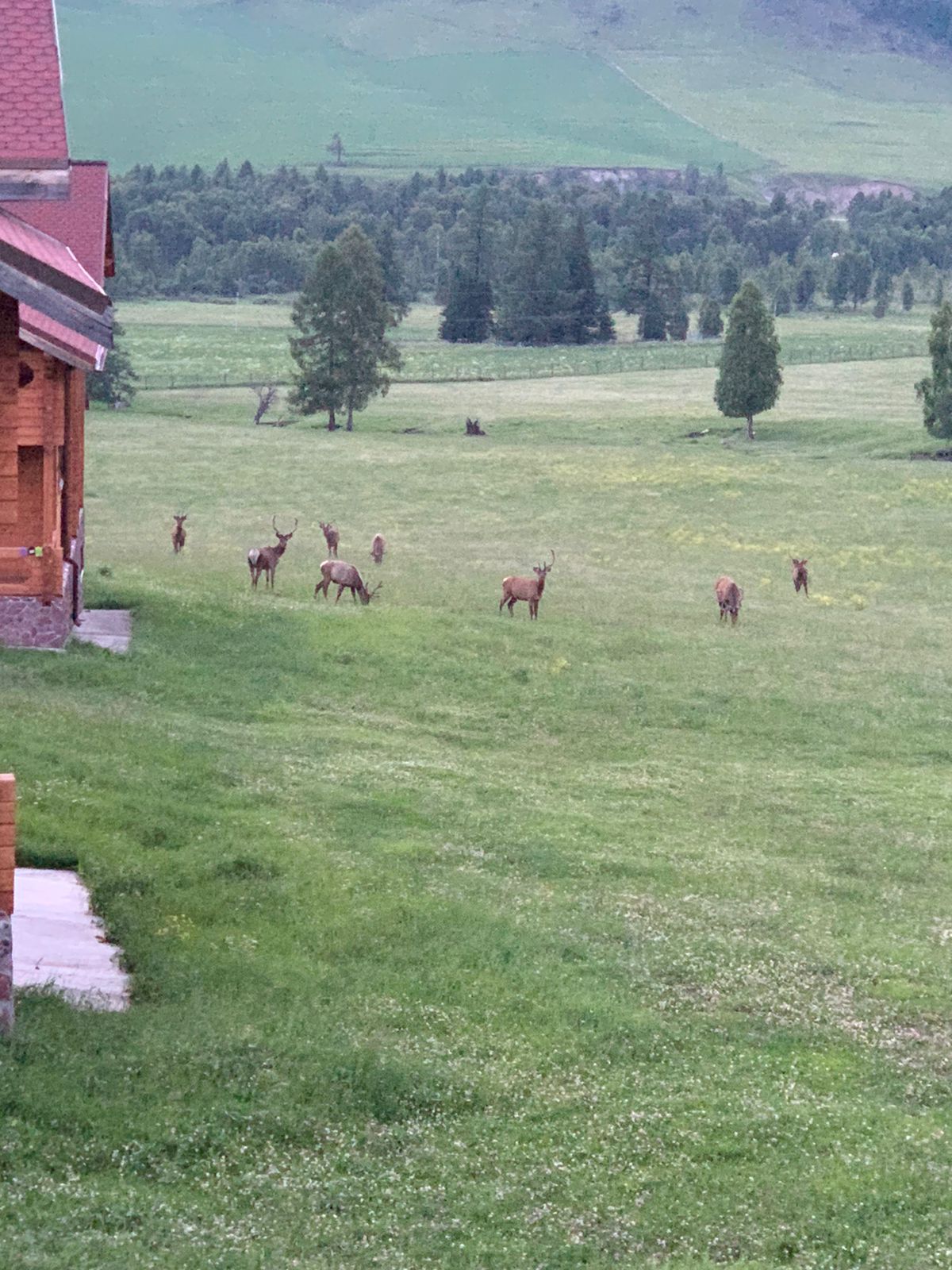 Фото Шебалинский питомник Королевский марал