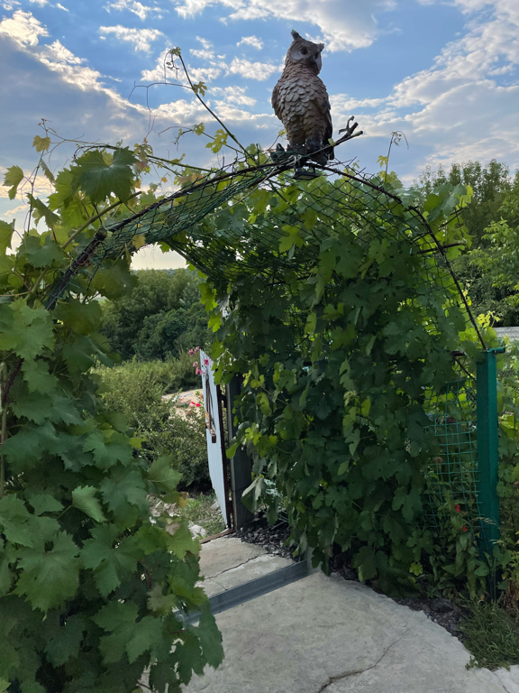 Фото Ивушка