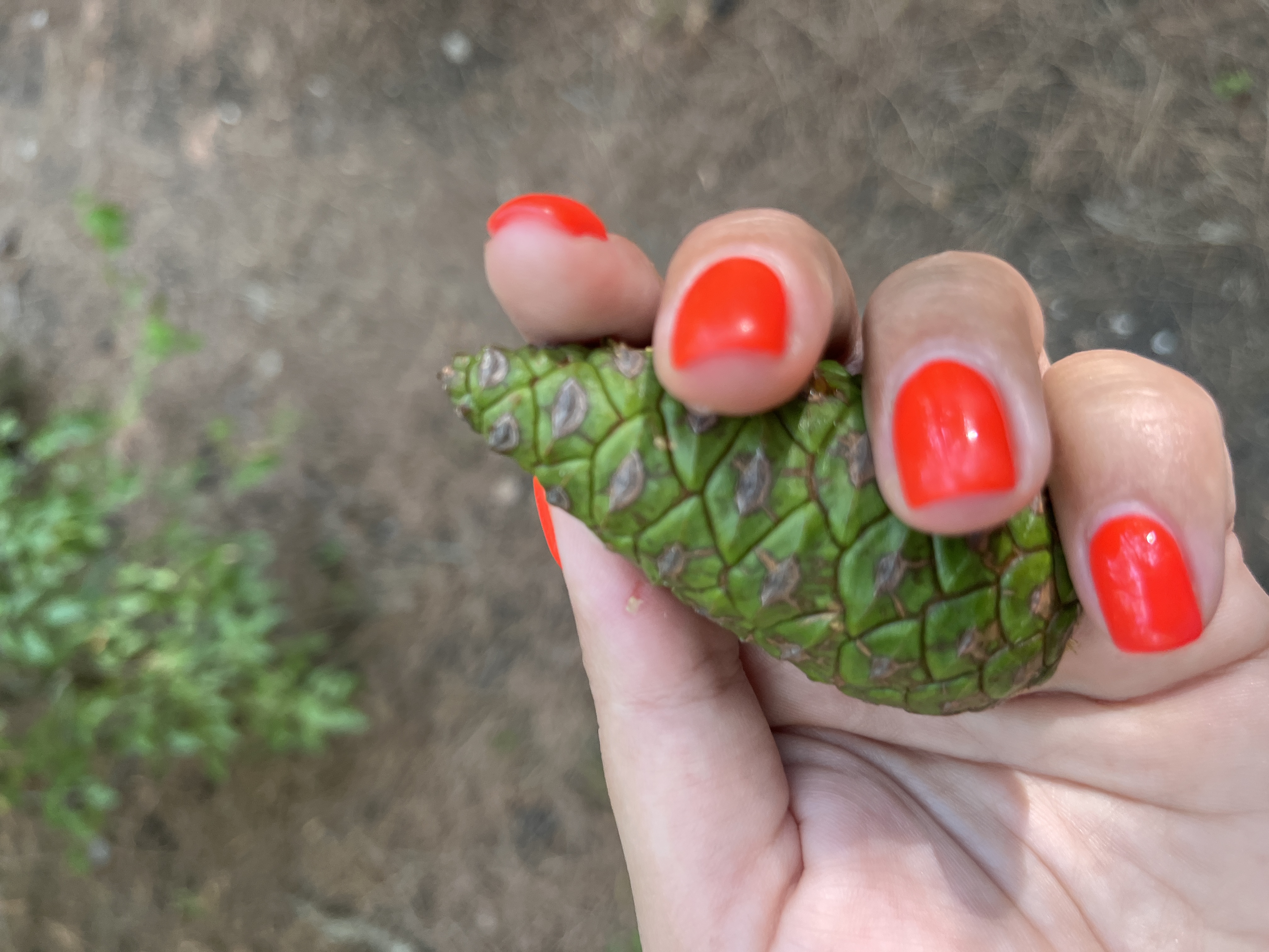 Фото Под соснами