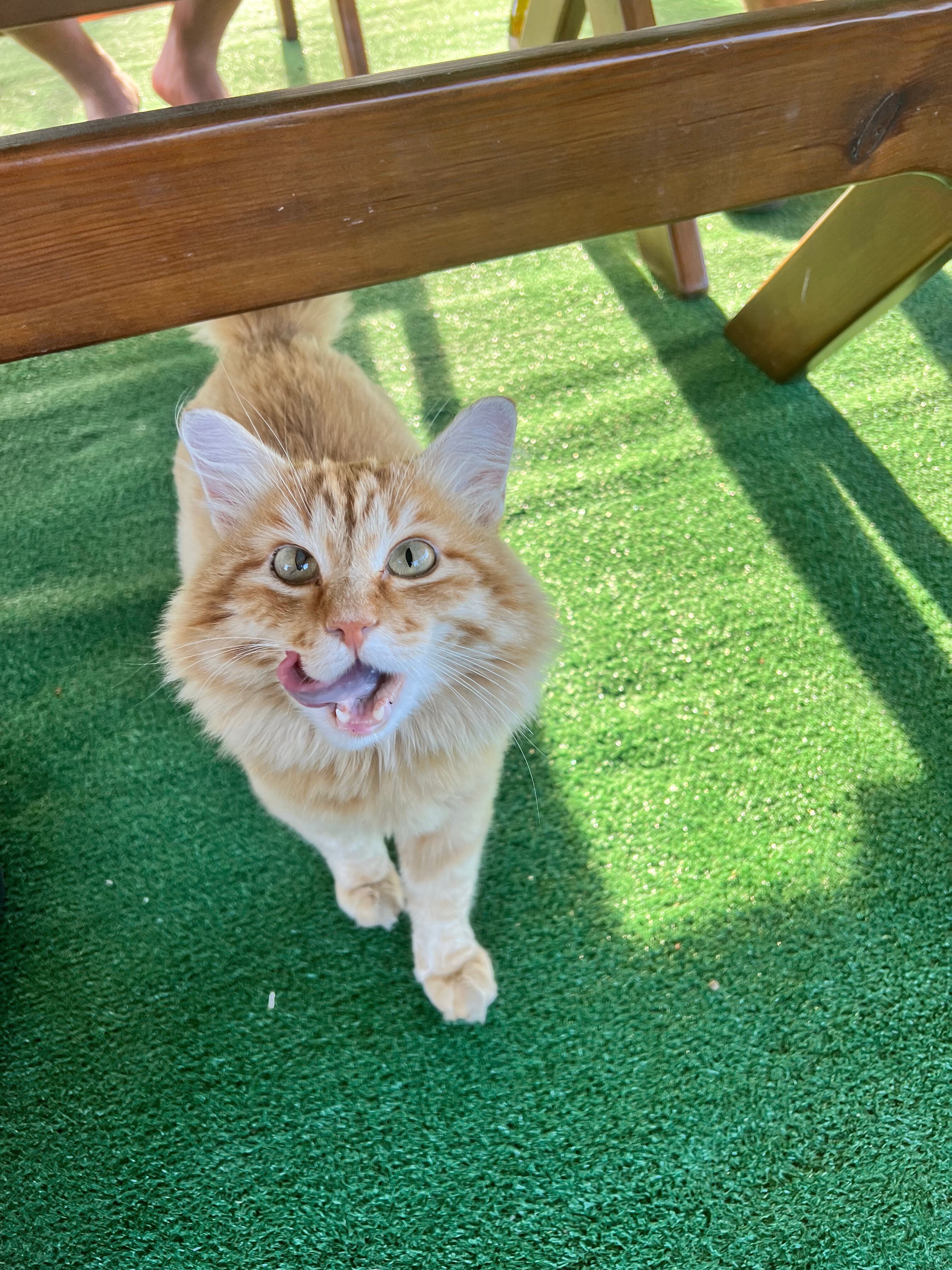 Фото Алтай Green