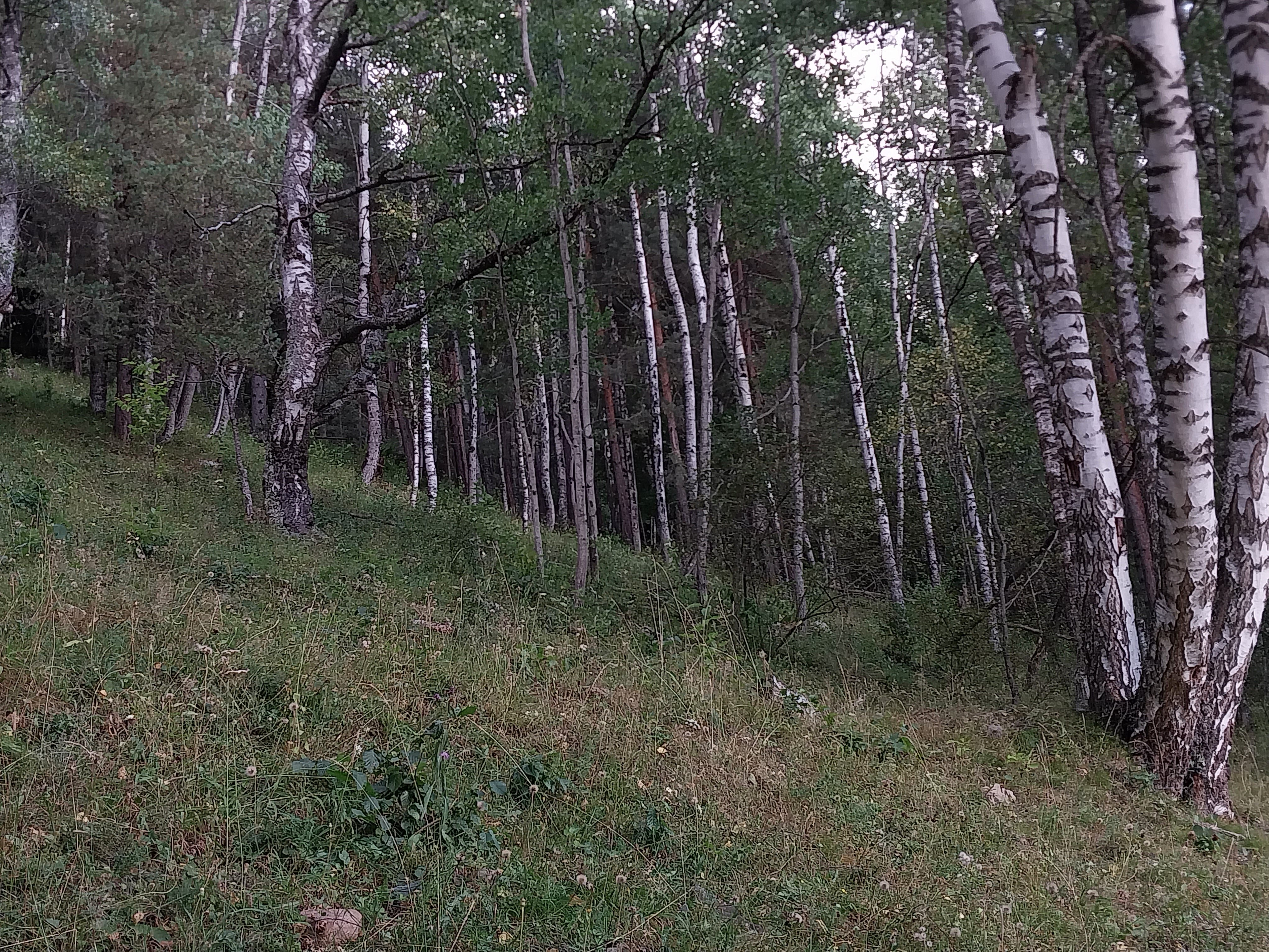 Фото Тебердом