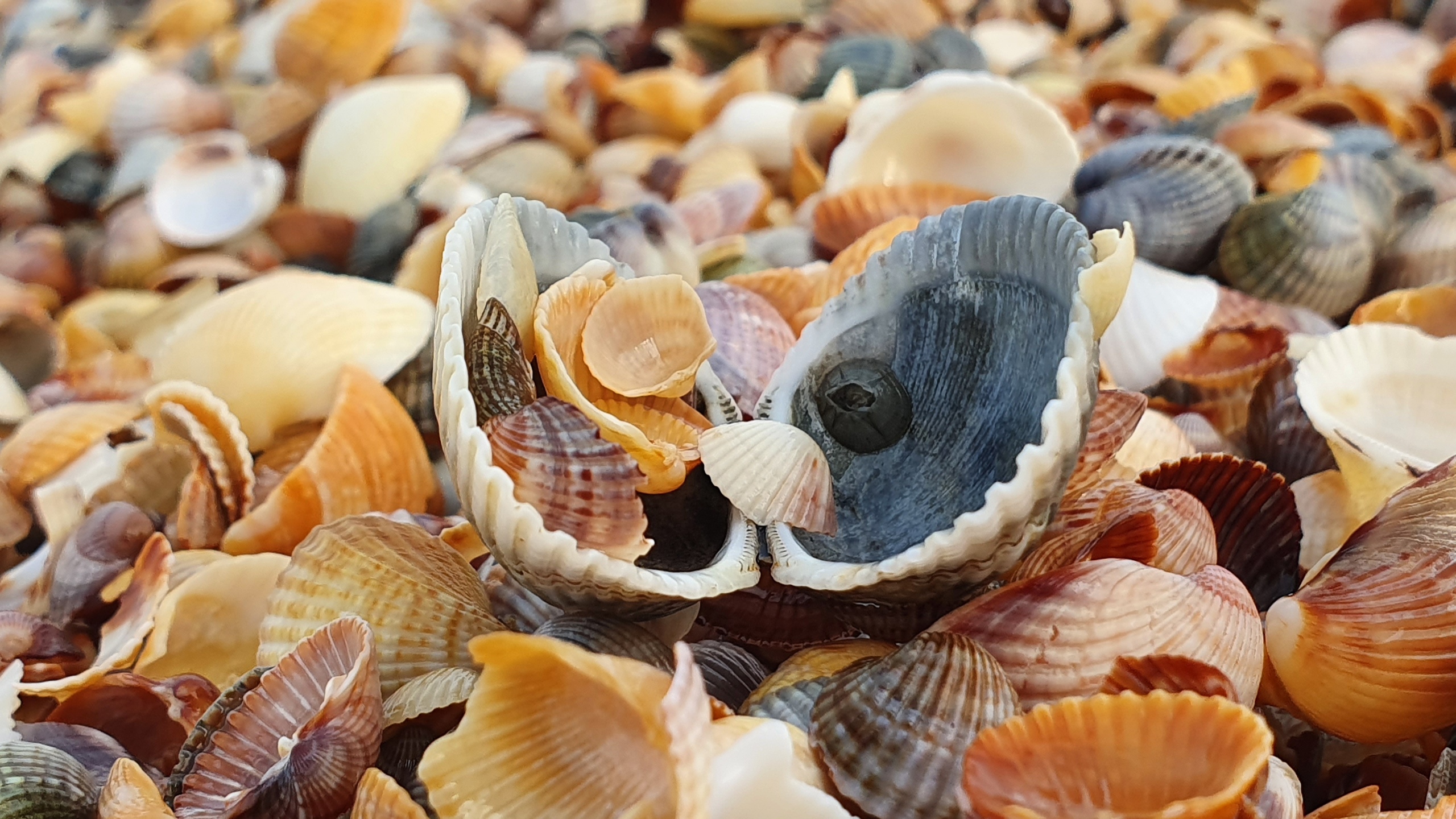 Фото Аврора