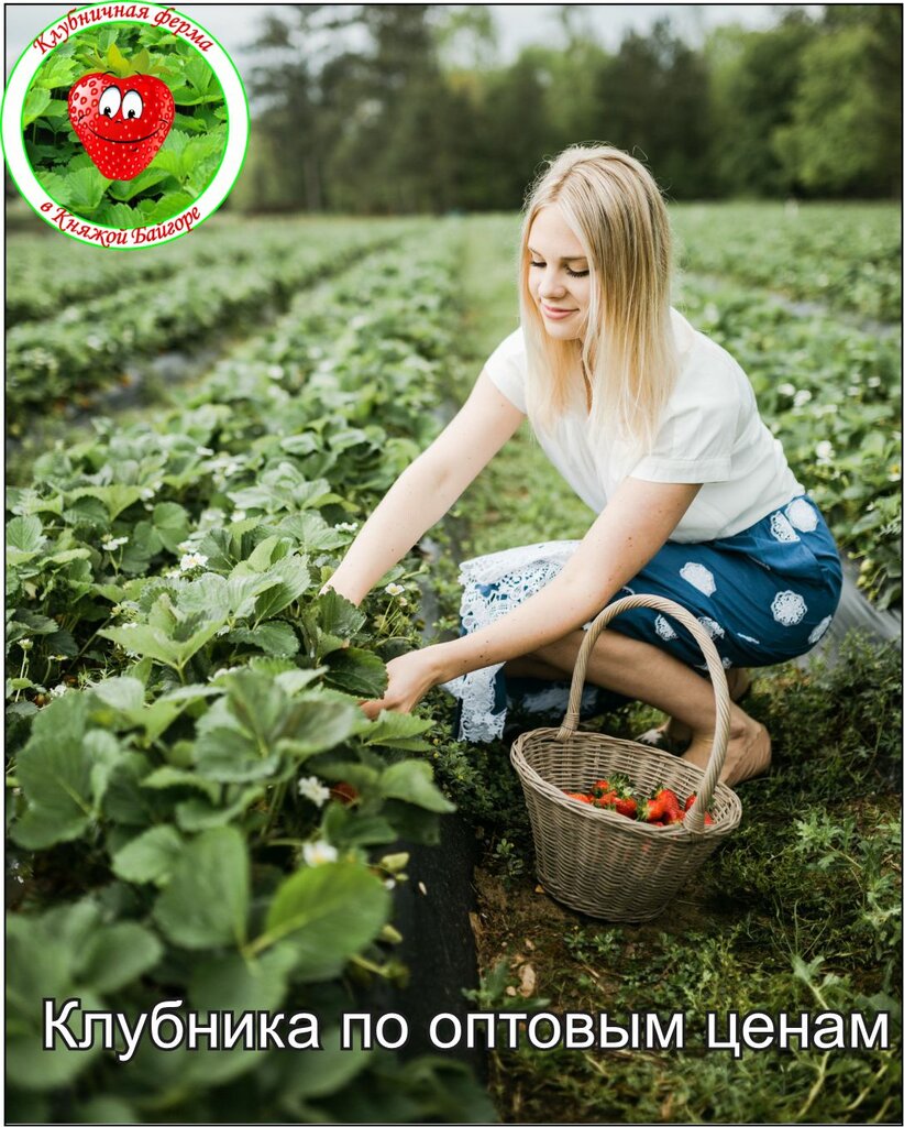 Agricultural enterprise Strawberry farm, Lipetsk Oblast, photo