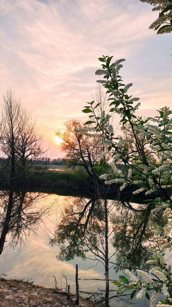 Woodland лес Нурминская Дача, Republic of Tatarstan, photo